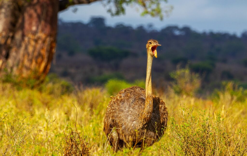Strauß in Tarangire National Park
