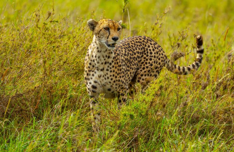 Leopard in Tansania
