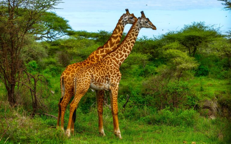 Giraffe in der Tarangire National Park