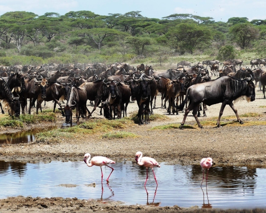 7 Tage Safari | Serengeti, Tarangire, Lake Manyara & Ngorongoro Krater