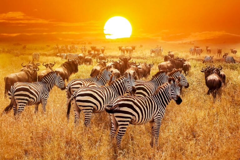 Sonnenaufgang in der Serengeti - Die Endlose Weite - Safari in Tansania