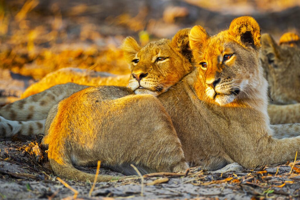 Löwen in der Endlosen Weiten der Serengeti . Safari in Tansania