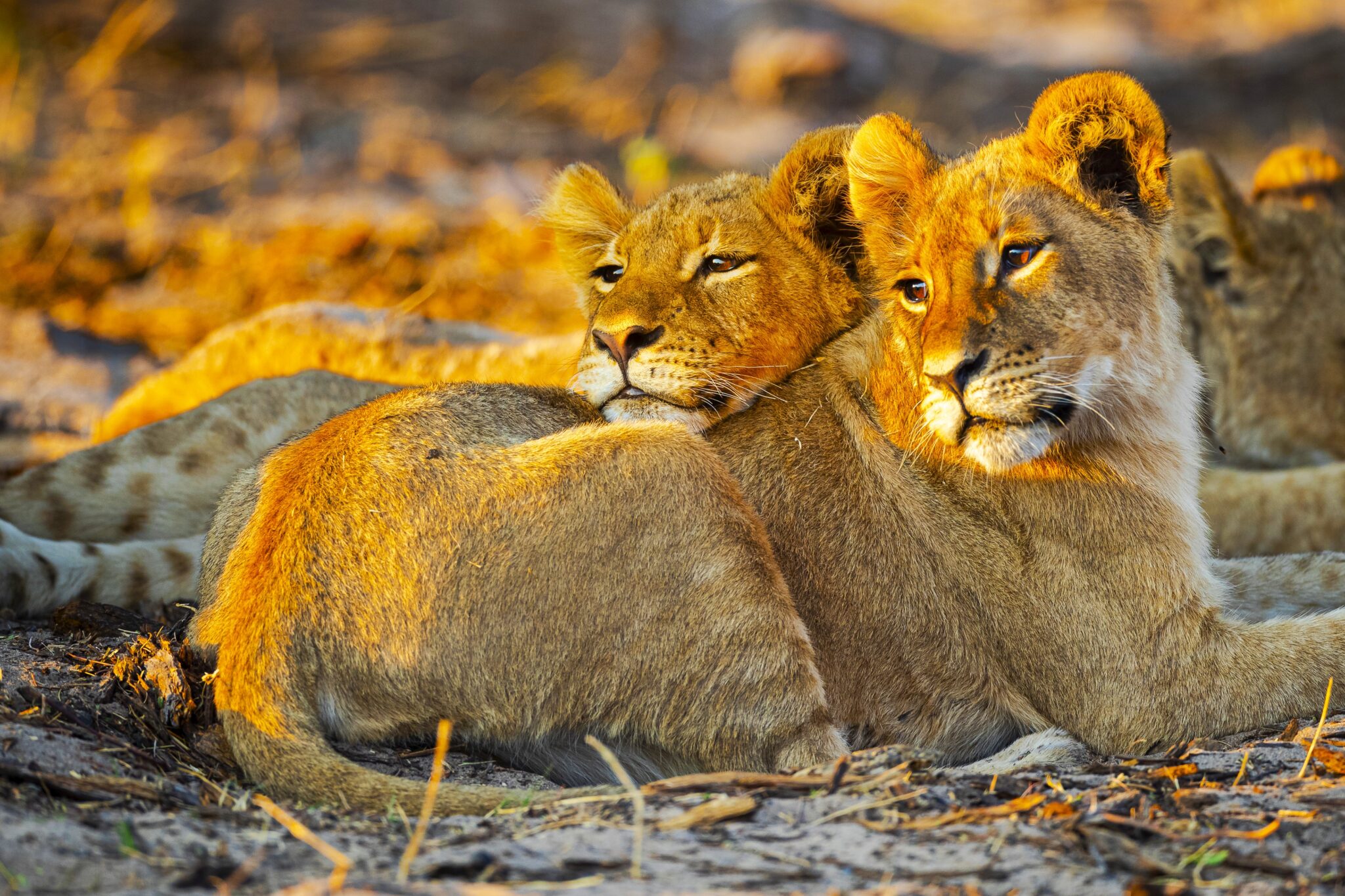 Löwen in der Endlosen Weiten der Serengeti . Safari in Tansania