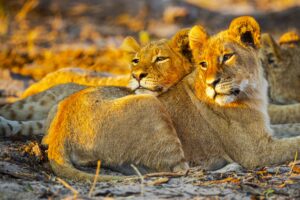 Safari in Tansania & Badeurlaub auf Sansibar