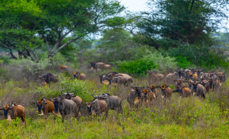 Die große Herde, The Great Migration in der Serengeti
