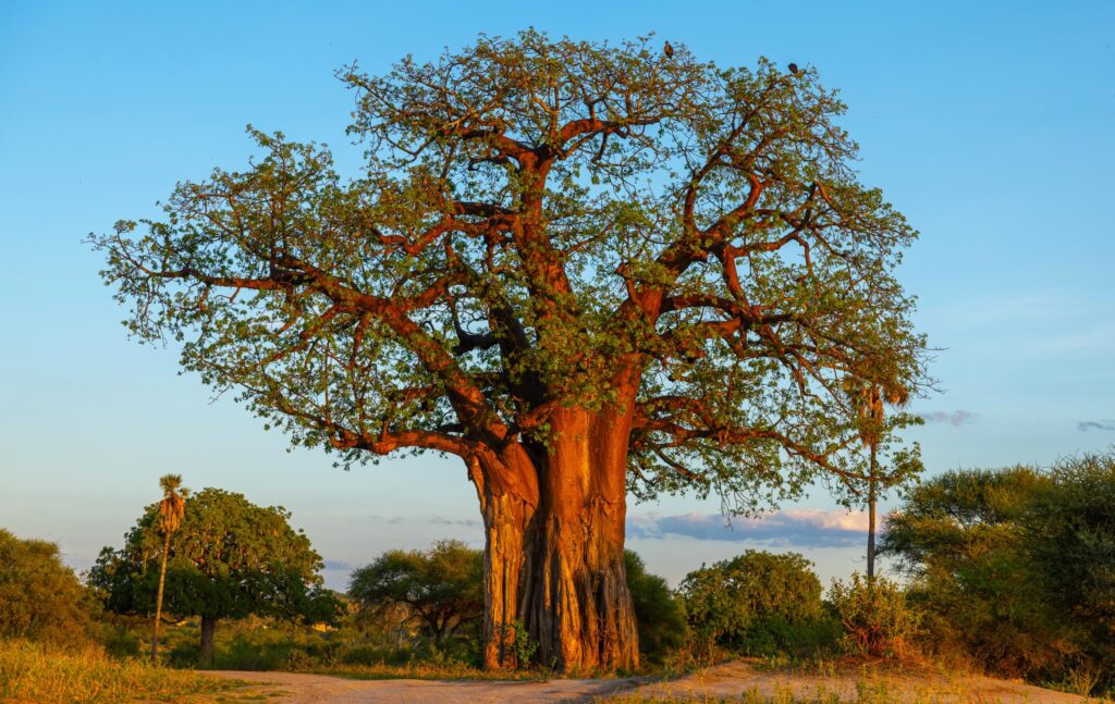 Gigantischer Baobabbaum in der Tarangire