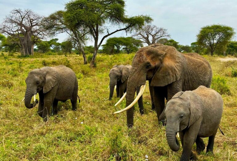 Elefantenherde in Tarangire National park in Tansania