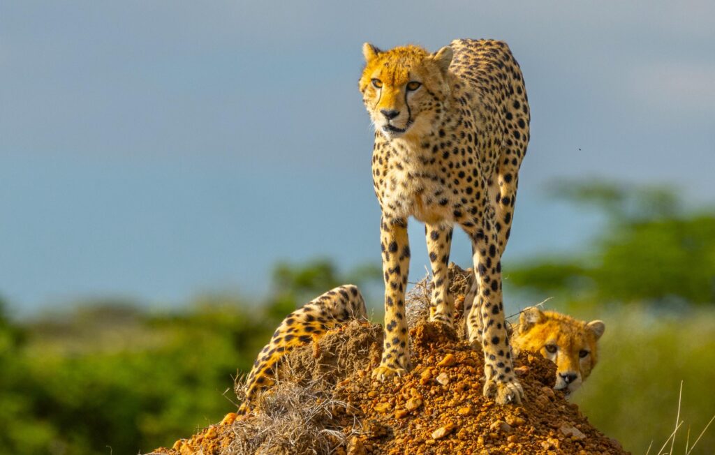 Leoparden in Tarangire National Park