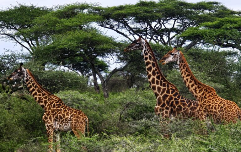 Giraffen in der Serengeti in Tansania