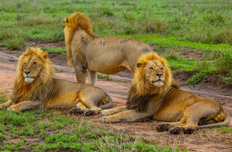 Löwen während einer Pirschfahrt im Ngorongoro Krater - Tansania