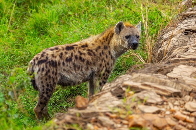 Hyäne in Lake Manyara National Park