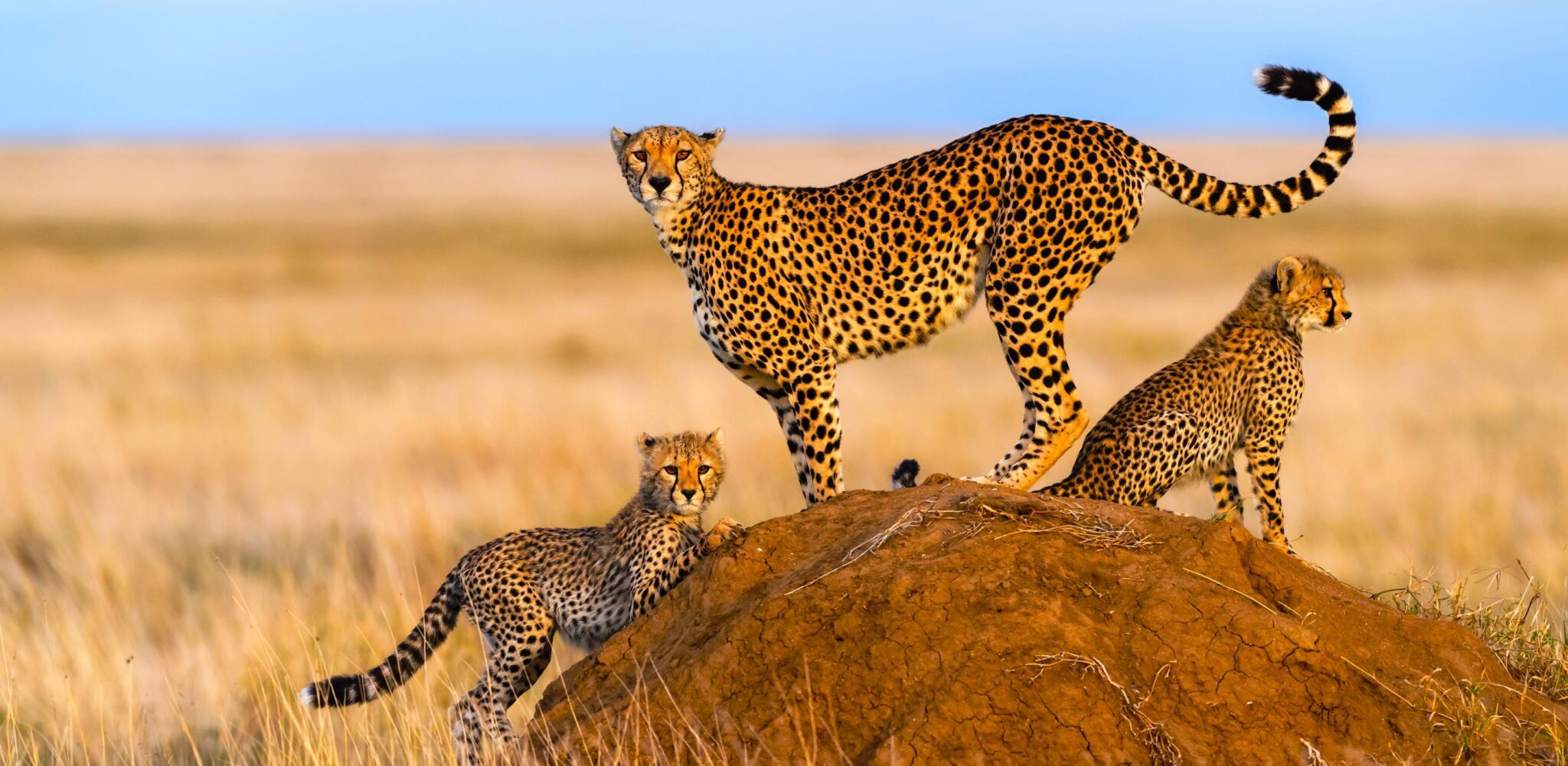 Safarireisen