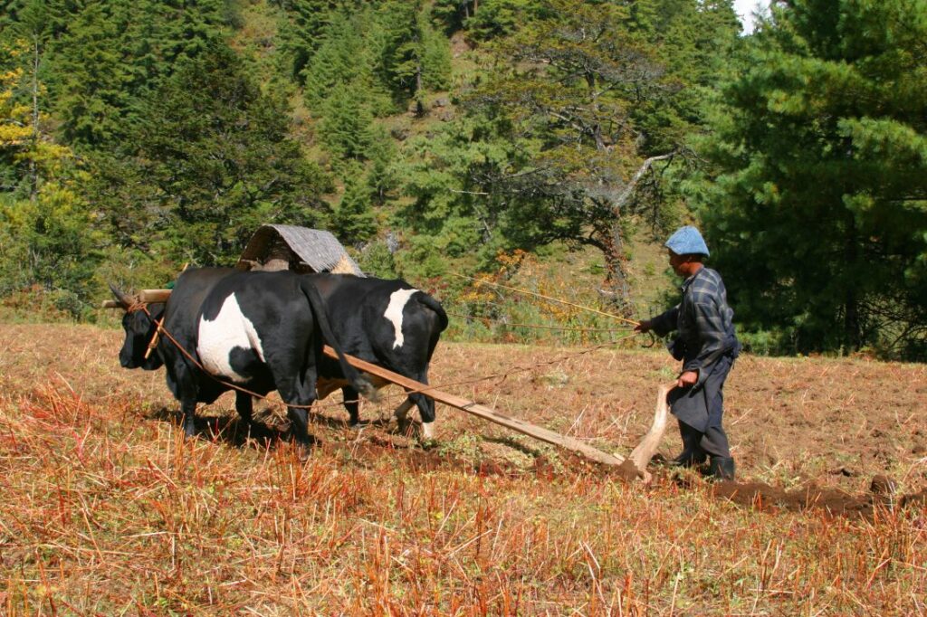 Bauer mit zwei Ochsen bei der Feldarbeit