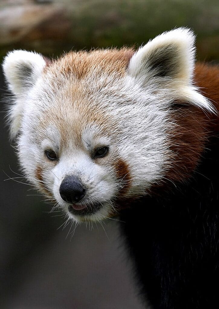 Roter Panda in Bhutan