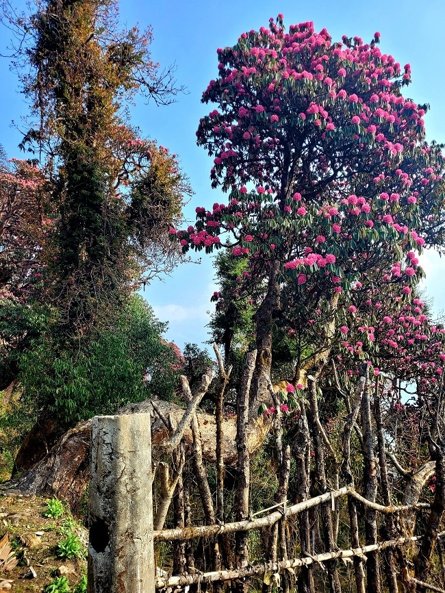 Rhododendron Bäume in der Annapurna Region, in Nepal 