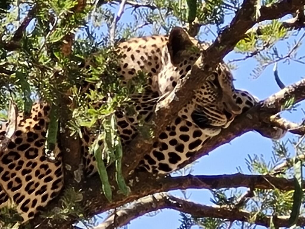 Leopard auf dem Baum, Serengeti Tansania