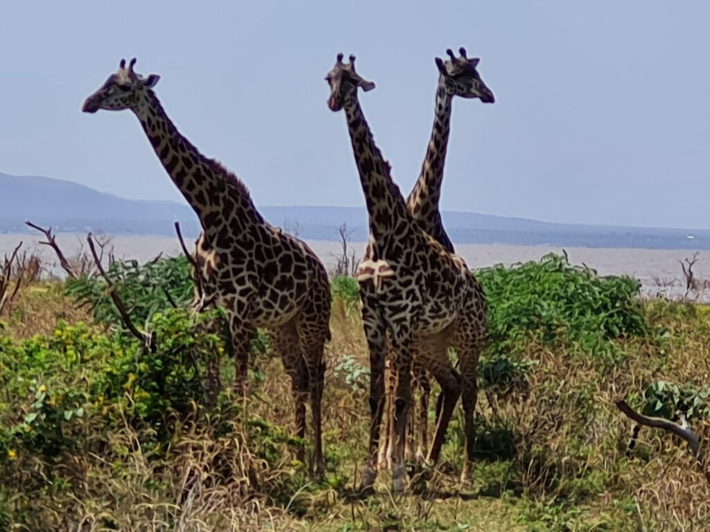 Giraffen im Ngorongoro National Park, Tansania Safari mit geoDiscovery Tours
