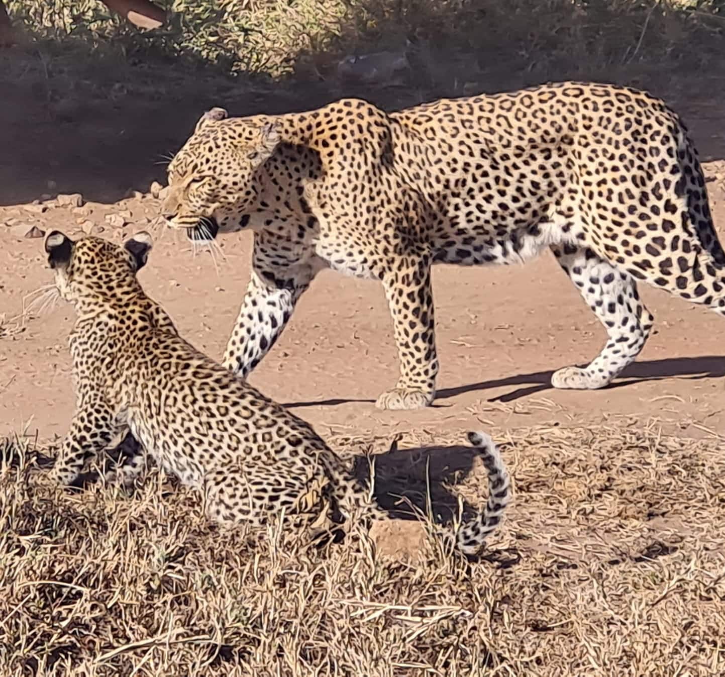 Leopard mit Baby im Serengeti National Park