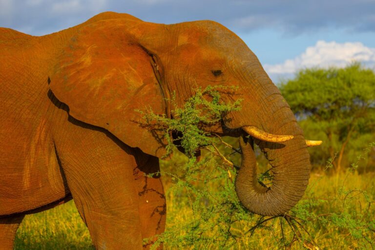 Elefanten aus der Tarangire National Park