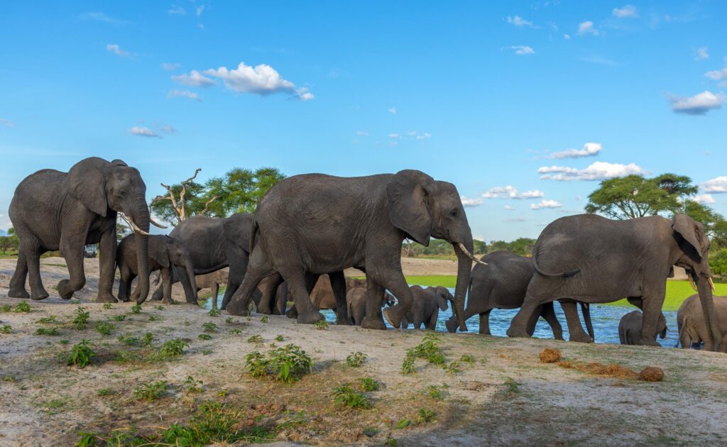 Elefanten Herde Tarangire National Park, Faraiu in Tansania