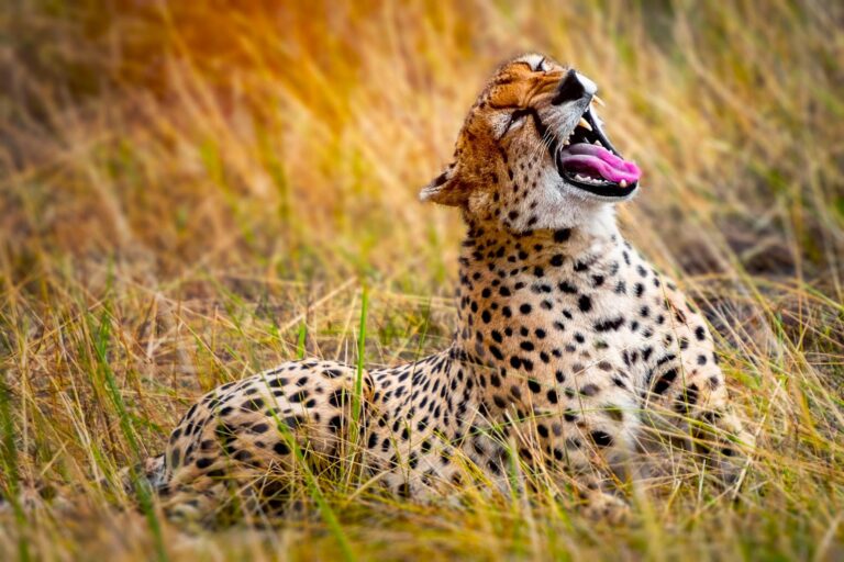 Leoparden - Zauberwesen, in Ngorongoro Krater