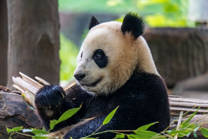 Panda in Chengdu, Tibetreise mit Kailash Kora