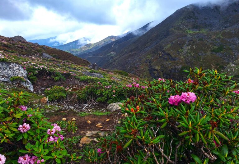 Dagala Trekking in Bhutan . Rhododendron-Landschaft