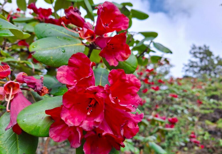 Rhododendronblumen in Bhutan entlang der Druk Path Treking