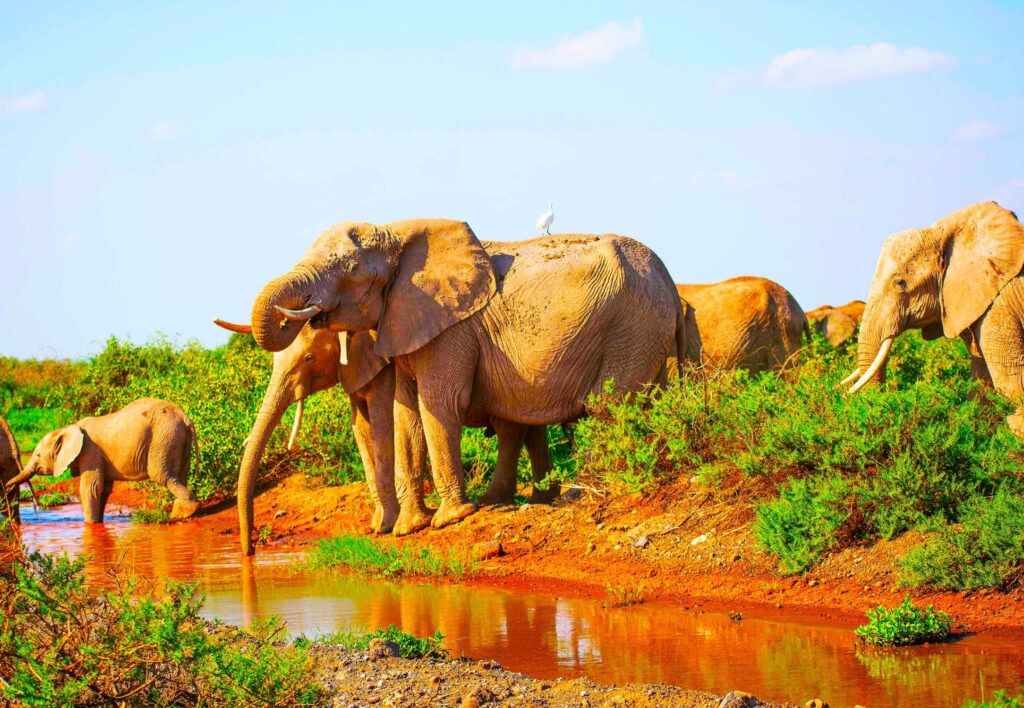 Die roten Elefanten von Tsavo East