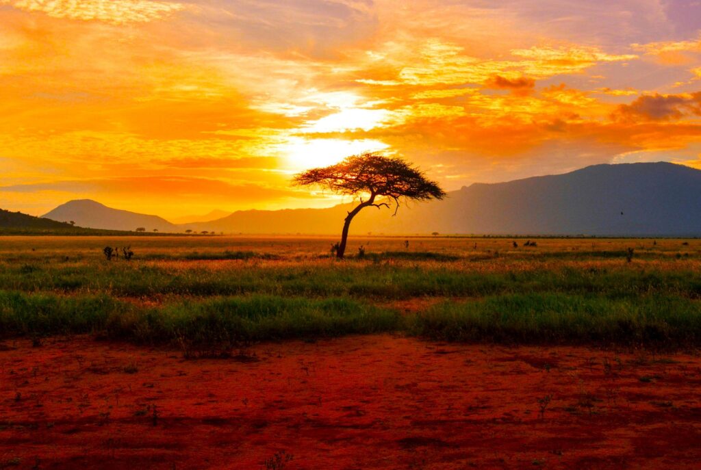 Elefanten in Tsavo West