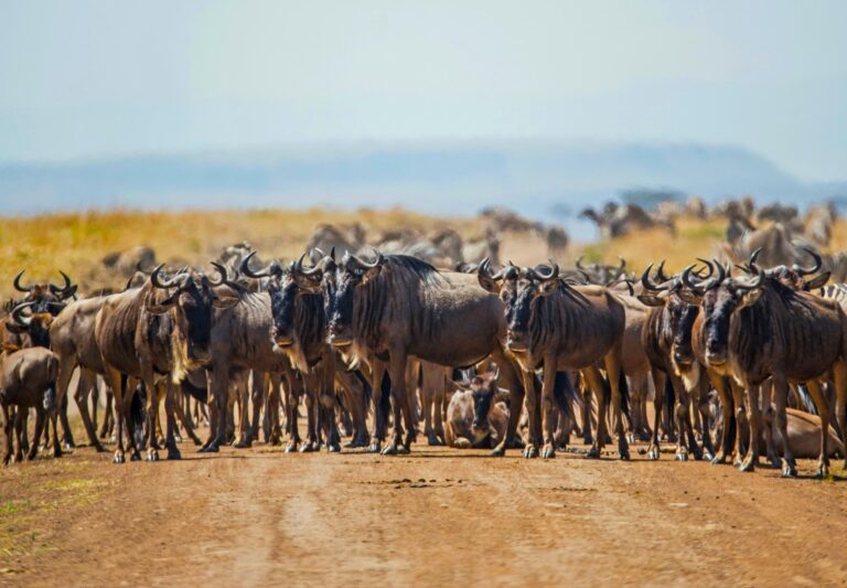 Herde von Gnu in der Masai Mara