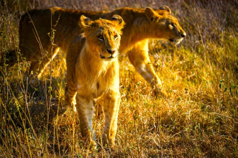 Löwen von Tsavo West in Kenia