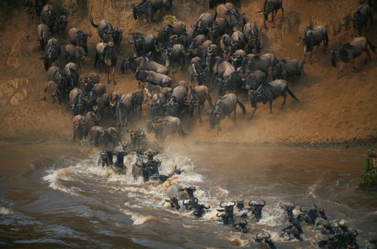 Die große Tiermigration, Marafluss Überquerung