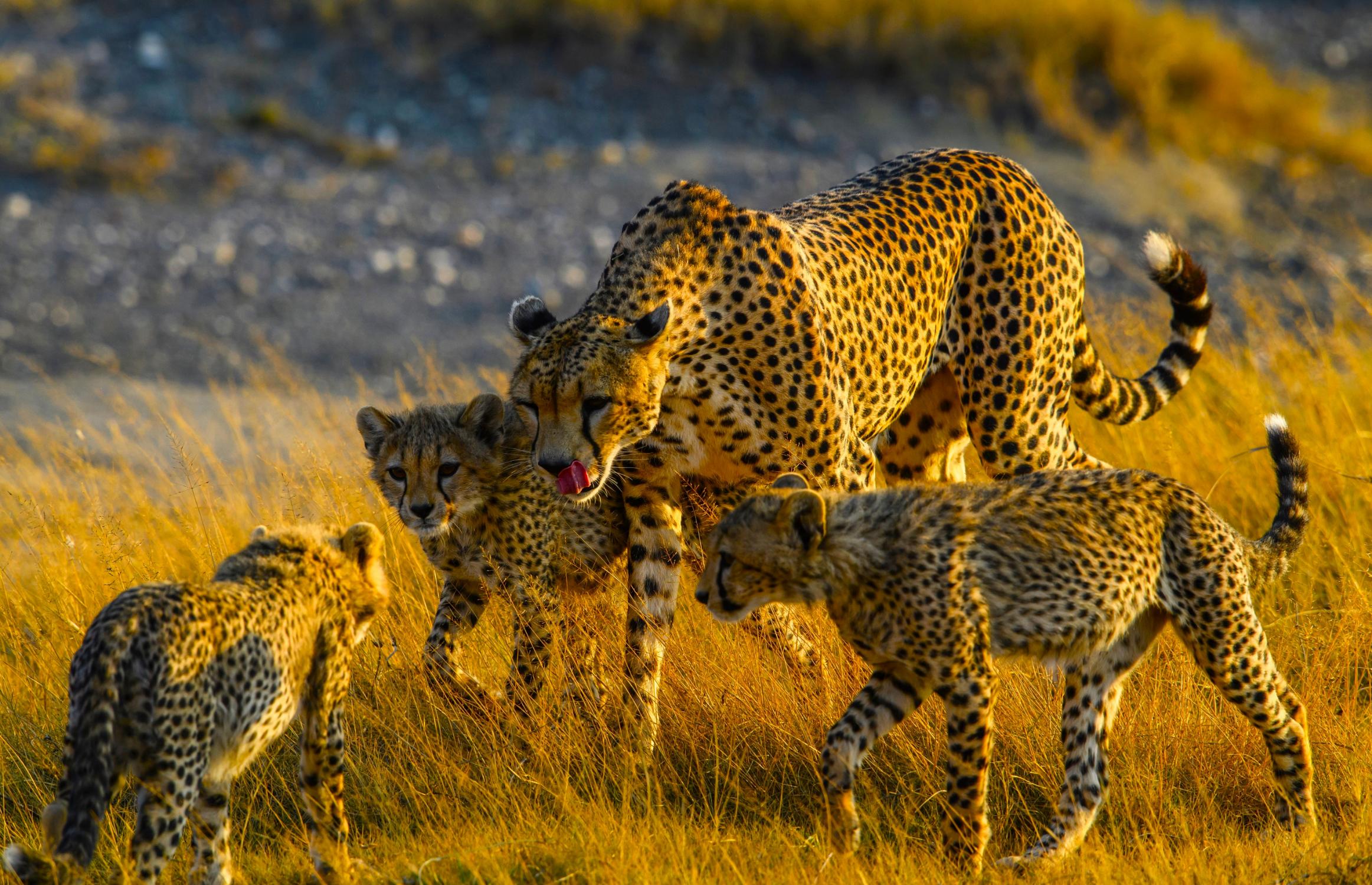Leoparden Familie Masai Mara Kenia