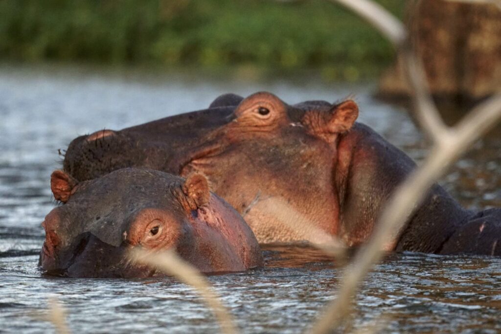 Nilpferd in Lake Naivasha in Kenia