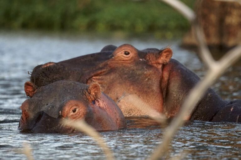 Nilpferd in Lake Naivasha in Kenia