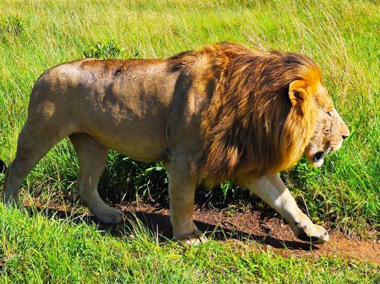 Löwe in der Masai Mara in Kenia