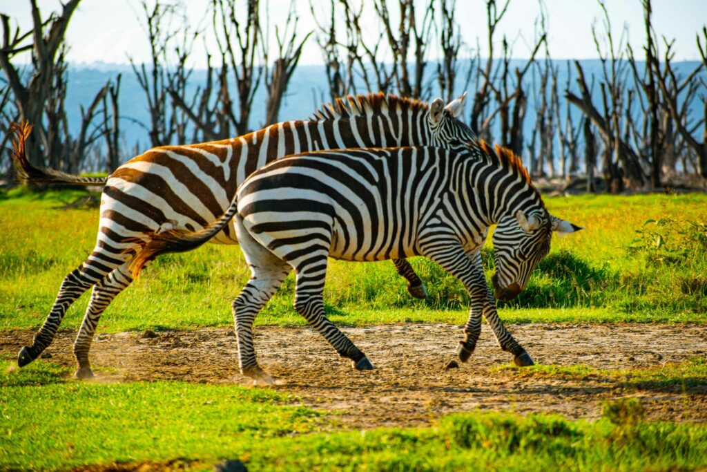 Zebras, Kenia Safari mit geoDiscovery Tours