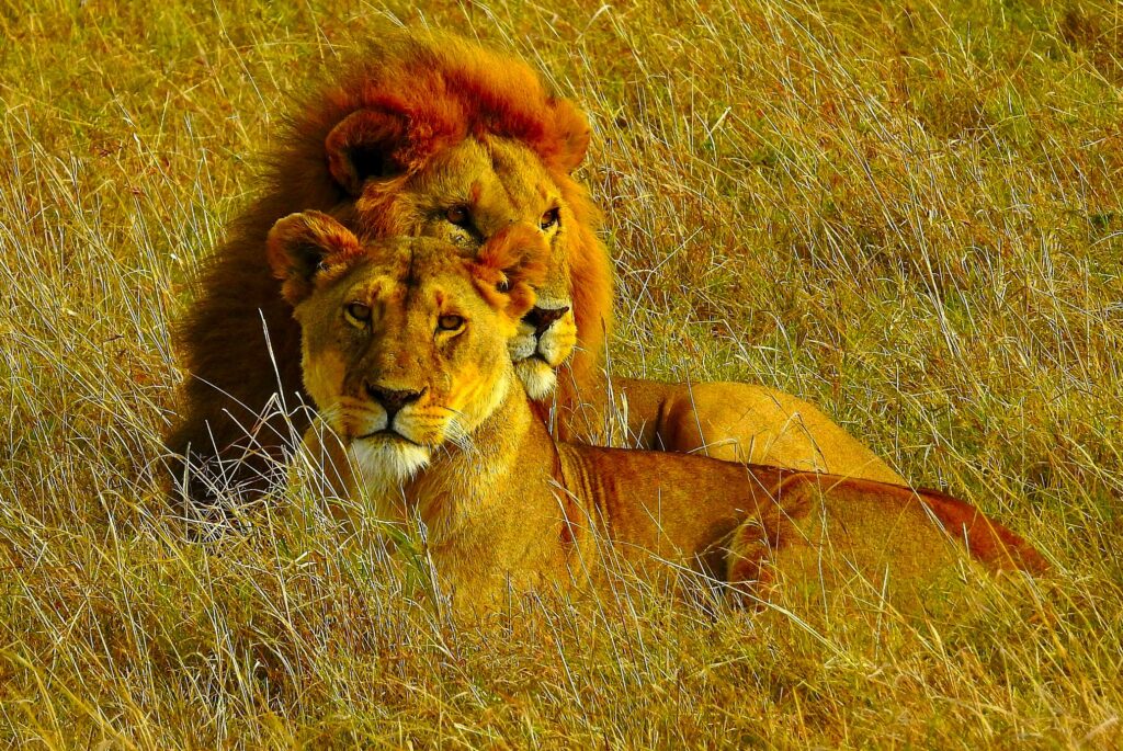 Löwen in Tsavo West NP in Kenia