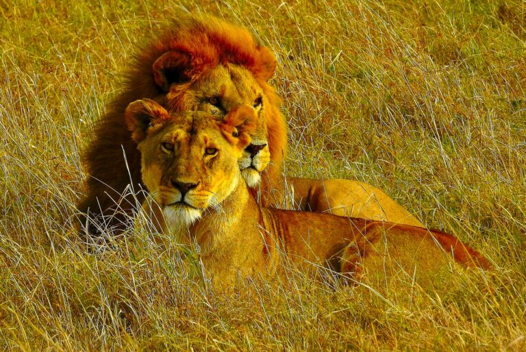 Löwen in Tsavo West NP in Kenia