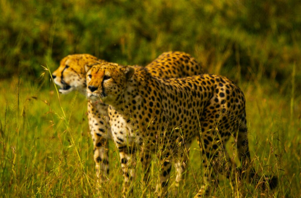 Leoparden in Tsavo West in Kenia