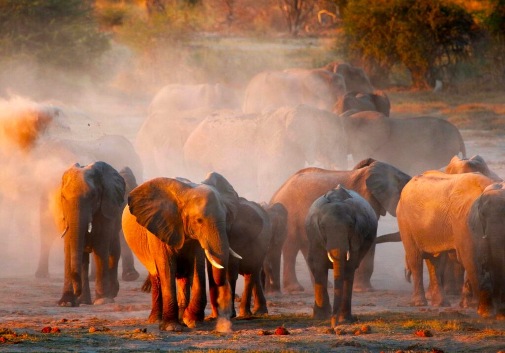 Elefantenherde in Tsavo East