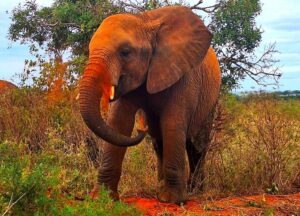 Roter Elefant in Tsavo East National Park