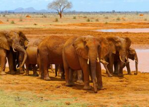 Rote Elefanten im Tsavo East National Park
