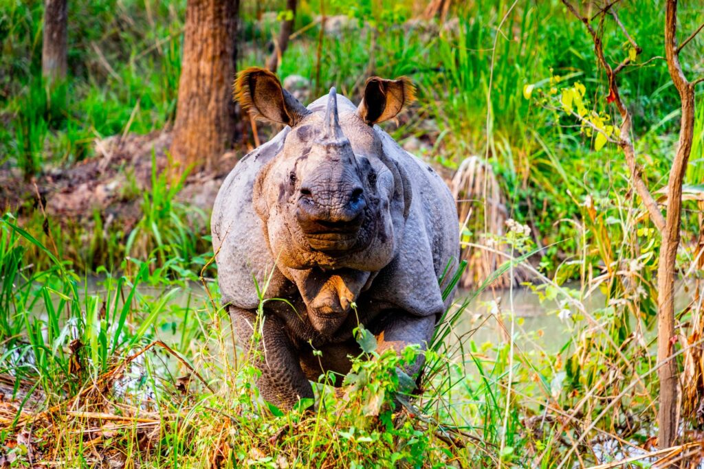 Nasshorn in Chitwan National Park - Nepalreisen