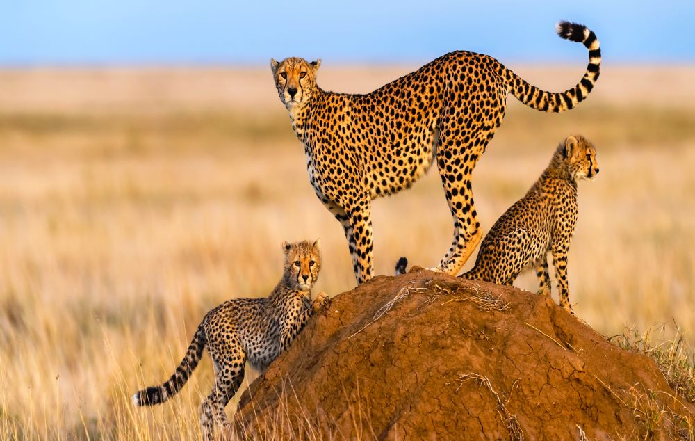 Geparden in Tansania Serengeti