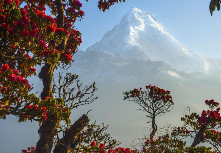 Rhododendron Blüten und Annapurna Gebirge