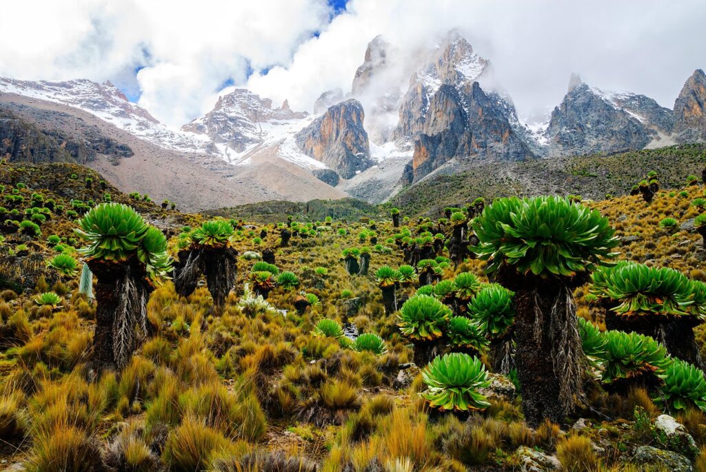 Mt. Kenya Besteigung mit Safari und Badeurlaub