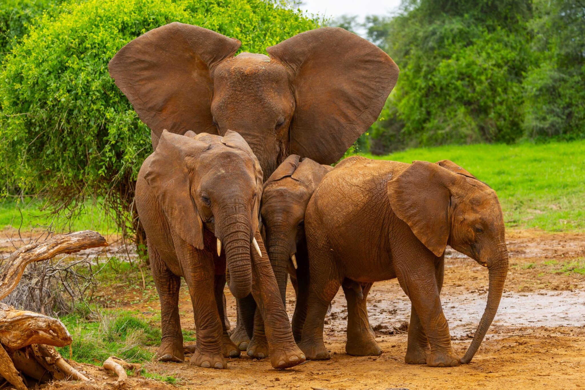 Rote Elefanten von Tsavo East National Park
