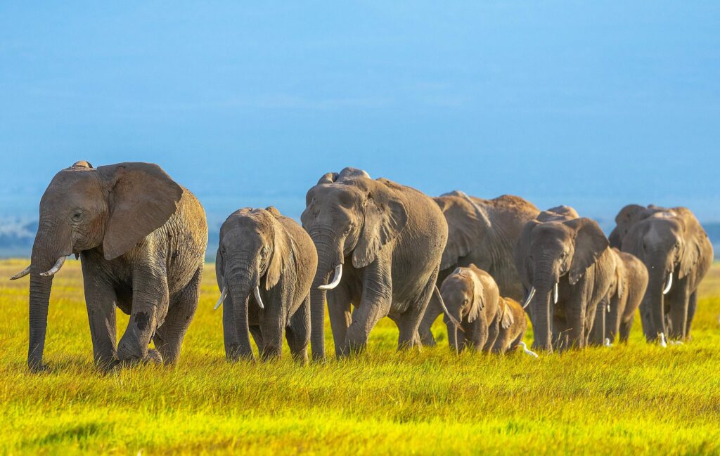 Elefanten von Amboseli National Park, Kenia Safari- und Trekkingreisen